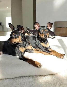 Zwergpinscher-Welpe 550,00€ - Losheim (See)