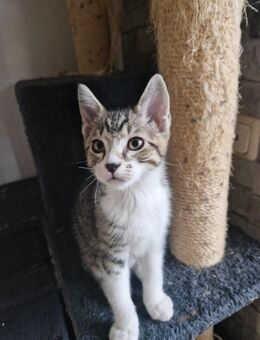 Katzenbabys - Dettelbach