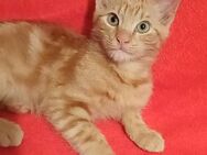 Rote Katzen.Kitten. Babykatzen. Katzenbaby rot.Katzenbabys - Engen