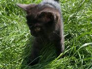 Siam-Mix Kitten sucht neues Zuhause - Hamburg Bergedorf