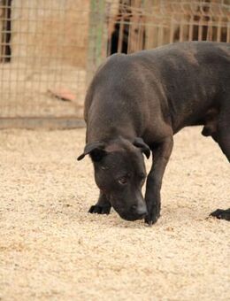 Csongor VA sucht Sicherheit ! - Neustadt (Rübenberge)