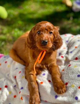 Irish Setter Welpen mit Papiere - Dersekow