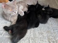 BKH Kitten Mix - Bönen