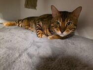 Bengal Kater Simba - Neuenkirchen (Nordrhein-Westfalen)