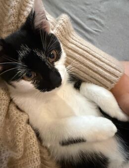 Kater 4,5 Monate - Walsrode
