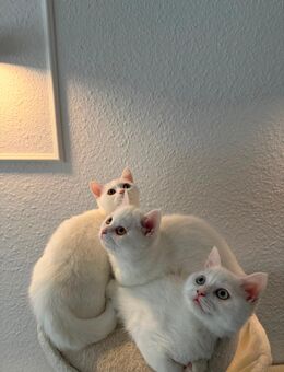 3 liebevolle bkh kitten✨🐱 - Erkrath (Fundort des Neanderthalers)