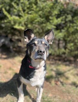 Edek sucht Heim zum Ankommen - Hochheim (Main)