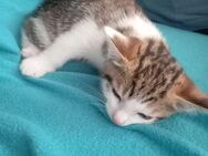 Katzenbaby - Altdorf (Bayern)