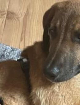 Lolly wartet schon auf dich - München