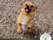 Chip 249069: Hundekind sucht ein Zuhause - Kirchzell