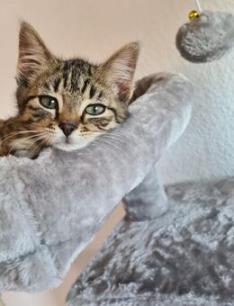 Getigerte Hauskatze Simba - Binsfeld