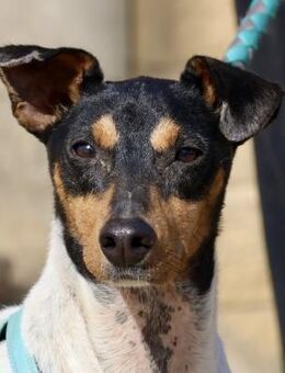 Rocky, agil, freundlich, neugierig - Westerholt