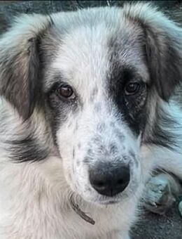 LUDWIG sucht Zuhause - Gefrees