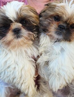 Zwei fröhliche Shih-Tzu Brüder suchen ein Zuhause! - Bad Pyrmont