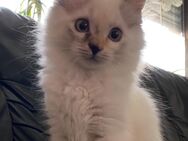 1 Ragdoll Kitten sucht noch ein tolles zu Hause - Merzenich