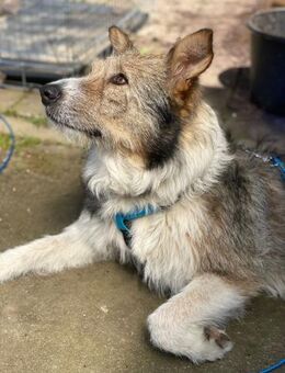 Andy sucht Zuwendung und Konsequenz - Freigericht