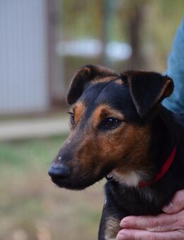 Liebenswerter Fixi in 47574 Goch - Essen