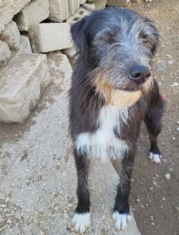 Mino 💗 Seelenhund sucht seine Familie - Hamburg