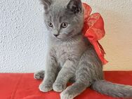 🐾BKH-Kitten zur sofortigen Abholung verfügbar 🐾 - Bischofsmais