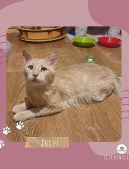 Kater Joshi schmust sehr gern - Lalendorf