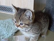 Kater ( Britische Kurzhaar - Unterschleißheim