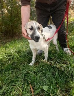 Linda brauacht viel Liebe - Wöllstadt