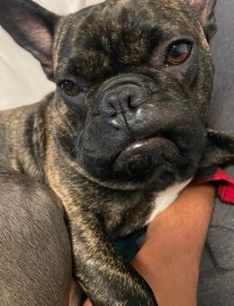 Französische Bulldogge - Bermel