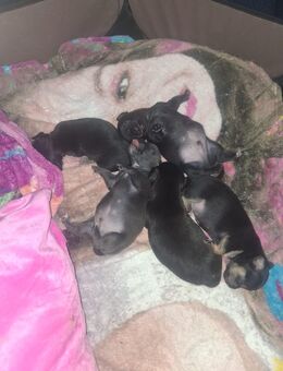 Chihuahua Welpen 2 suchen ein zuhause ab sofort - Bochum Laer