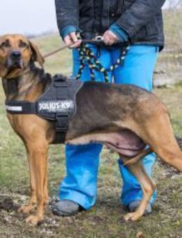 Tara, eine unglaublich tolle Hundedame - Puchheim