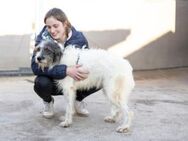 süße Charly sucht eigene Familie - München