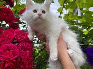 !!!Meine Coon Kätzchen sucht ein neues liebevolles Zuhause!!! - Babenhausen (Hessen)
