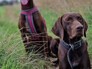 Magyar Vizsla / Deutsch Kurz Haar Mix Welpen - Könnern