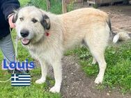 Louis, 04/22 sucht sein Kuschelkörbchen - Heppenheim (Bergstraße)