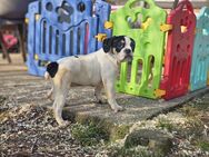Old English Bulldog, OEB, Welpe, Rüde, Abgabebereit - Gumtow