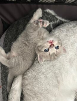 BKH Kitten - Wenden