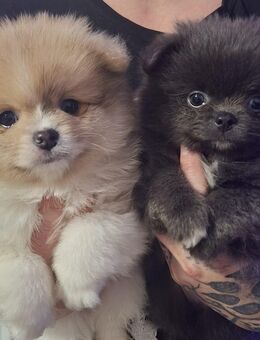 Pomeranian-PomChi Boys 75%Poms - Ballenstedt