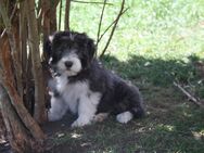 Welpen Bearded Collie wir suchen einen Dosenöffner - Nöda