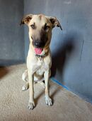 Junghund Lulu sucht das große Glück in 29614