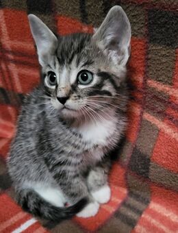 Süße kitten - Warmsen