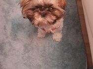 Shihtzu Hündin sucht ein neues Zuhause - Gusow-Platkow