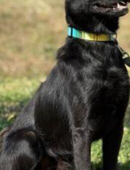 Lebendsfroher Pan - Ellerbek