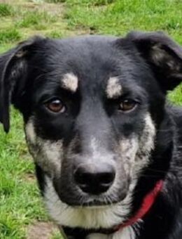 INKY-nette, wunderschöne J.-Hündin,58 cm - Rösrath