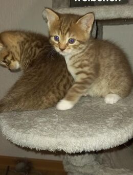 Katze British Kurzhaar Kitten Jungkatze ( BTH ) Mix - Stuttgart