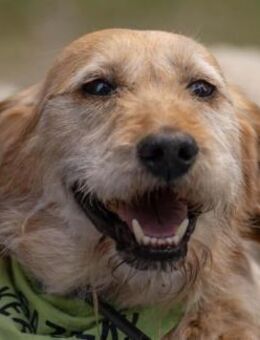 HUSAR und VICTOR warten auf ein Wunder - Seggebruch