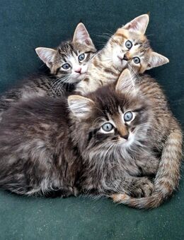 Edelmix Glückskatze, KITTEN, KATZENBABYS, Kätzchen von sibirische Neva Masquarade - Selbitz