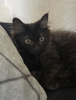 Kitten - Düsseldorf