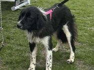 Anhängliche Hanna sucht Euch - Seggebruch