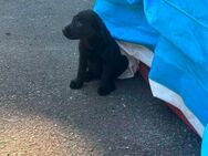 Welpe Labrador - Marktleugast