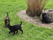 3 Labrador Welpen Damen suchen ein neues zu Hause - Bad Säckingen