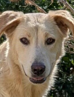 Liova, geb. ca. 10/2024, GRIECHENLAND - Euskirchen